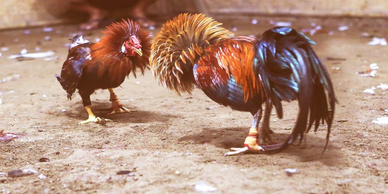 Cách chọn gà chiến hiệu quả từ tiếng gáy