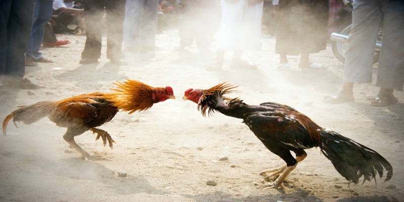Luật xử kết quả thắng và thua trong chọi gà