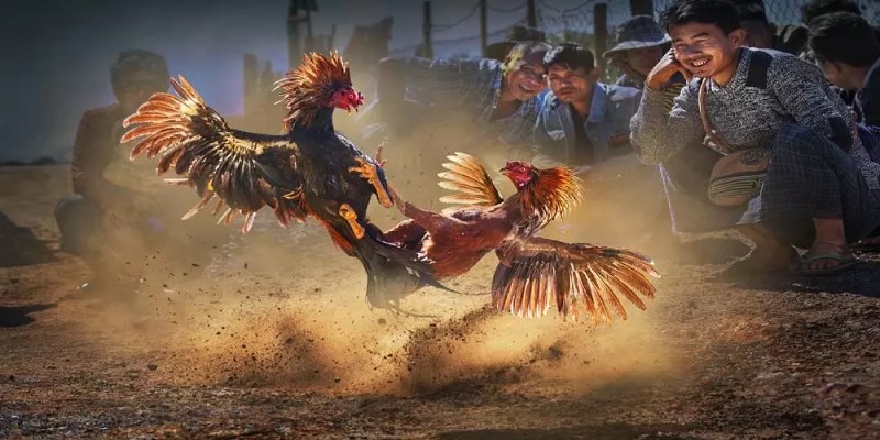 Lưu ý để xem đá gà 68 tốt nhất