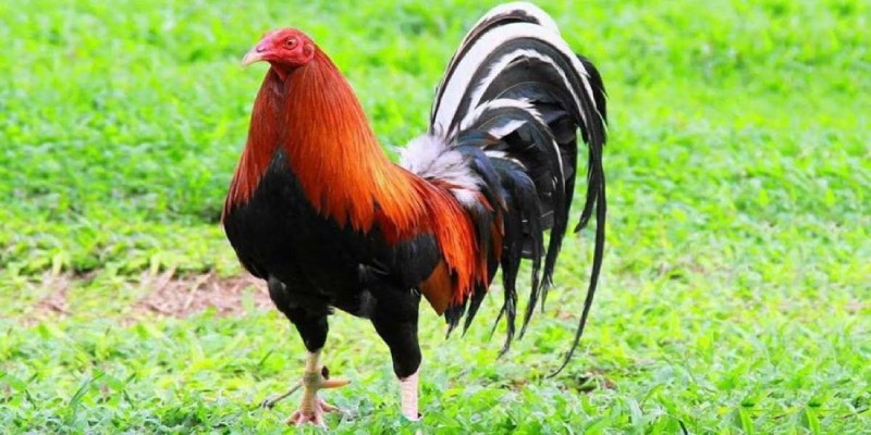 Gà chọi Mỹ là lựa chọn hàng đầu của rất nhiều sư kê