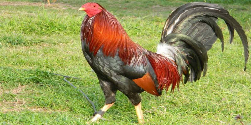 Gà chọi Mỹ sở hữu nhiều ưu điểm nổi trội