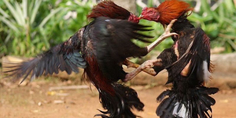 Chọn nhà cái uy tín để xem trực tiếp đá gà Mộc Bài