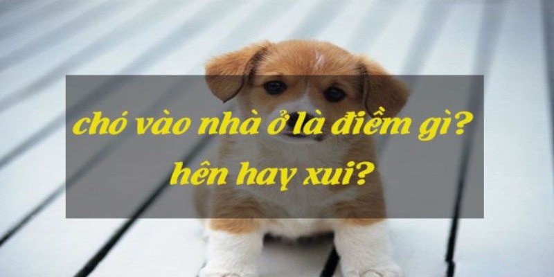 Ý nghĩa đằng sau của giấc mơ thấy chó vào nhà