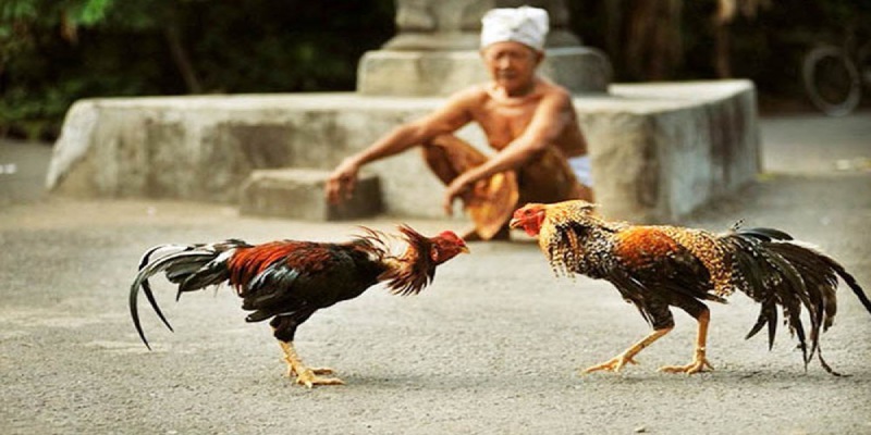 Chi tiết luật chơi đá gà tại ba miền Bắc - Trung -Nam 