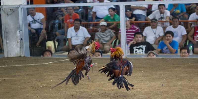 đá gà ăn 5 lai là sao