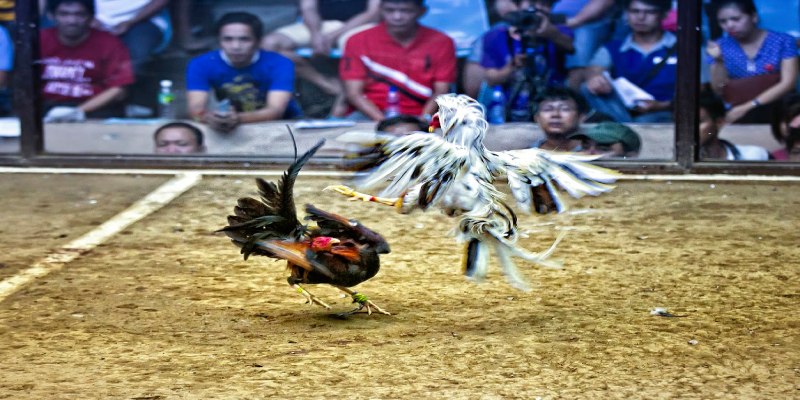 Khái niệm cụ thể và chi tiết về gà đá 5 lai 