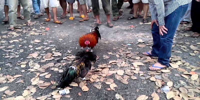 Kỹ năng chơi gà đá 5 lai ở cửa tử 