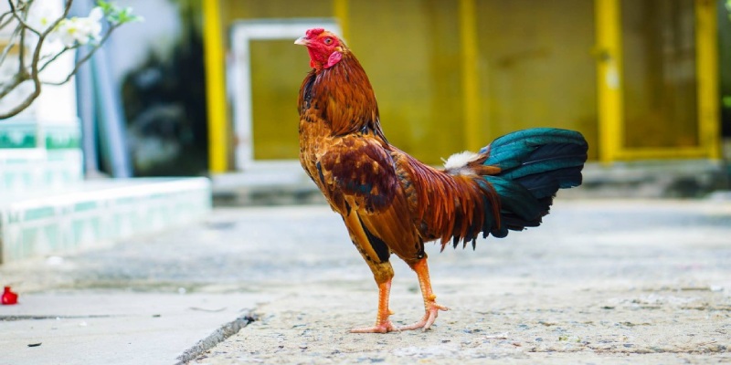 kỹ thuật nuôi gà đá cựa sắt