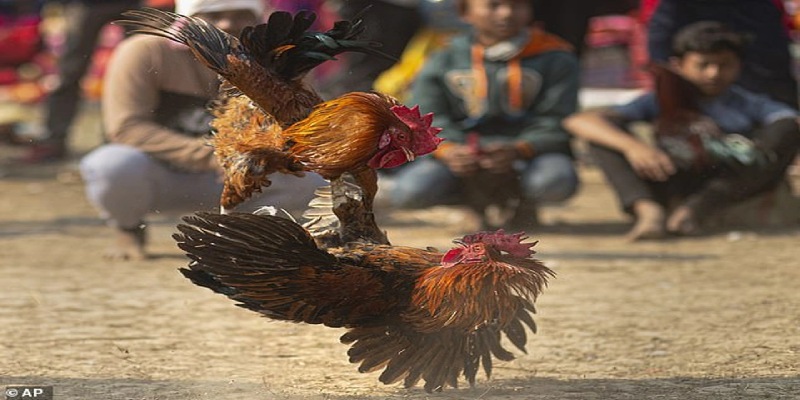Luật đá gà tại miền Trung cũng không có nhiều điểm khác biệt 