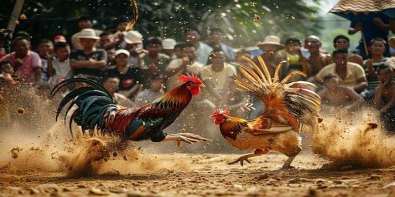 Phân định thắng thua trong trận đá gà Thomo